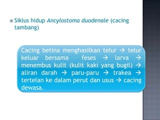  Siklus
      hidup Ancylostoma duodenale (cacing
 tambang)


    Cacing betina menghasilkan telur  telur
    keluar bersama       feses  larva 
    menembus kulit (kulit kaki yang bugil) 
    aliran darah  paru-paru  trakea 
    tertelan ke dalam perut dan usus  cacing
    dewasa.
 