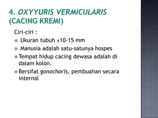 Ciri-ciri :
 Ukuran tubuh ±10-15 mm
 Manusia adalah satu-satunya hospes
 Tempat hidup cacing dewasa adalah di
  dalam k...