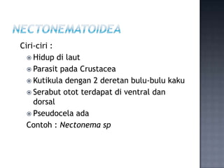 Ciri-ciri :
   Hidup di laut
   Parasit pada Crustacea
   Kutikula dengan 2 deretan bulu-bulu kaku
   Serabut otot ter...