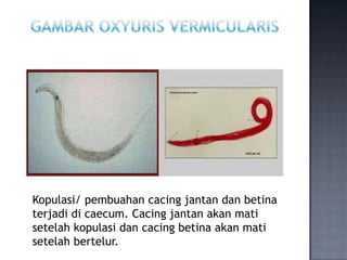 Kopulasi/ pembuahan cacing jantan dan betina
terjadi di caecum. Cacing jantan akan mati
setelah kopulasi dan cacing betina akan mati
setelah bertelur.
 
