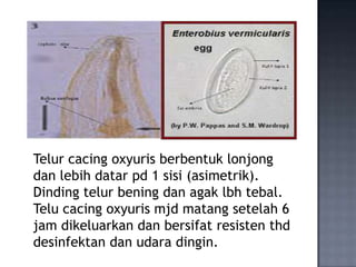 Telur cacing oxyuris berbentuk lonjong
dan lebih datar pd 1 sisi (asimetrik).
Dinding telur bening dan agak lbh tebal.
Telu cacing oxyuris mjd matang setelah 6
jam dikeluarkan dan bersifat resisten thd
desinfektan dan udara dingin.
 