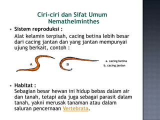 Ciri-ciri dan Sifat Umum
                 Nemathelminthes
   Sistem reproduksi :
    Alat kelamin terpisah, cacing betina lebih besar
    dari cacing jantan dan yang jantan mempunyai
    ujung berkait, contoh :

                                          a. cacing betina
                                         b. cacing jantan




   Habitat :
    Sebagian besar hewan ini hidup bebas dalam air
    dan tanah, tetapi ada juga sebagai parasit dalam
    tanah, yakni merusak tanaman atau dalam
    saluran pencernaan Vertebrata.
 