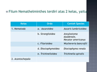  Filum   Nemathelminthes terdiri atas 2 kelas, yaitu:


           Kelas              Ordo            Contoh Spesies

   1. Nematoda        a. Ascaroidea        Ascaris lumbricoidea

                      b. Strongiloidea     Ancylostoma
                                           duodenale,
                                           Necator americanus
                      c. Filarioidea       Wuchereria bancrofti

                      d. Dioctophymoidea   Dioctophyma renala

                      e. Trichinelloidea   Trichinella spiralis

   2. Acantochepala
 