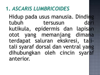 Hidup pada usus manusia. Dinding
tubuh          tersusun         dari
kutikula, epidermis dan lapisan
otot yang memanjang dimana
terdapat saluran ekskresi, tali-
tali syaraf dorsal dan ventral yang
dihubungkan oleh cincin syaraf
anterior.
 