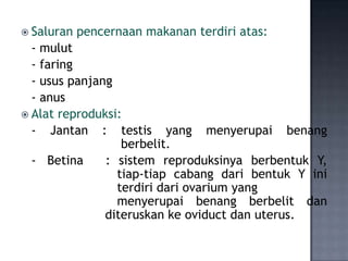  Saluran   pencernaan makanan terdiri atas:
  - mulut
  - faring
  - usus panjang
  - anus
 Alat reproduksi:
  - Jantan : testis yang menyerupai benang
                  berbelit.
  - Betina     : sistem reproduksinya berbentuk Y,
                 tiap-tiap cabang dari bentuk Y ini
                 terdiri dari ovarium yang
                 menyerupai benang berbelit dan
               diteruskan ke oviduct dan uterus.
 