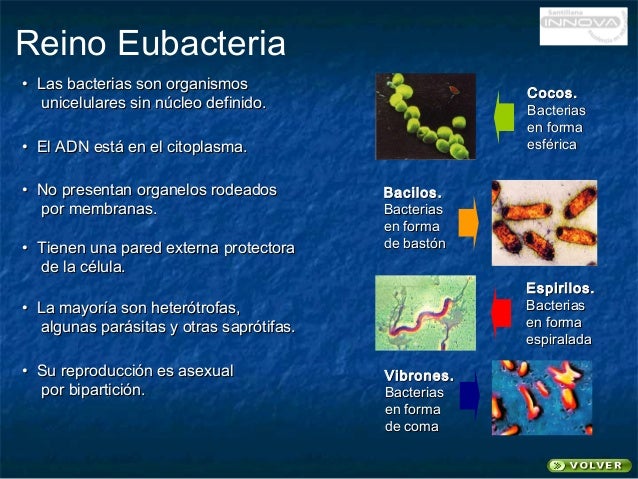 Reino Monera protista Fungi Animalia Plantae