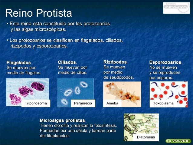 Reino Monera protista Fungi Animalia Plantae