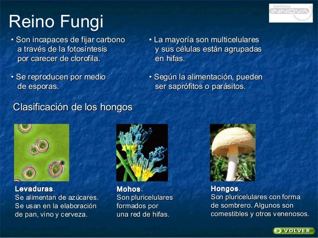 Reino Monera protista Fungi Animalia Plantae