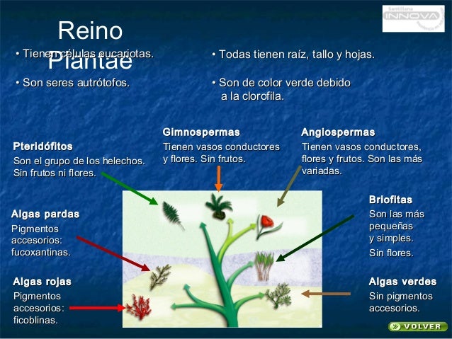 Reino Monera protista Fungi Animalia Plantae