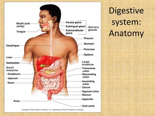 Digestive
system:
Anatomy

 