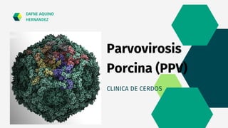Parvovirosis
Porcina (PPV)
CLINICA DE CERDOS
DAFNE AQUINO
HERNANDEZ
 