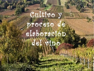 Cultivo y
proceso de
elaboración
del vino
 