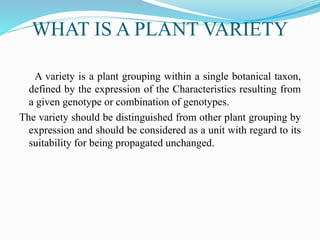 avalon magic plants promo code PLANTASIA Wallpaper - Tobacco - 9'10