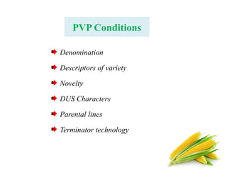 PVP Conditions
Denomination
Descriptors of variety
Novelty
DUS Characters
Parental lines
Terminator technology
 