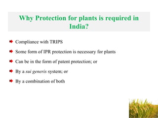 Why Protection for plants is required in
India?
Compliance with TRIPS
Some form of IPR protection is necessary for plants
Can be in the form of patent protection; or
By a sui generis system; or
By a combination of both
 