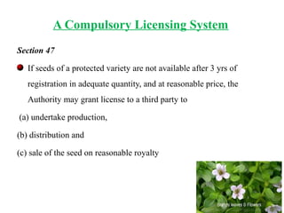 A Compulsory Licensing System
Section 47
If seeds of a protected variety are not available after 3 yrs of
registration in adequate quantity, and at reasonable price, the
Authority may grant license to a third party to
(a) undertake production,
(b) distribution and
(c) sale of the seed on reasonable royalty
 