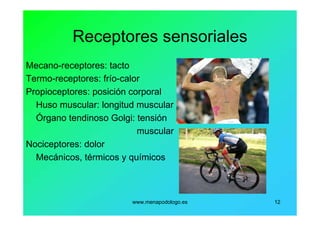 www.menapodologo.es 12
Receptores sensoriales
Mecano-receptores: tacto
Termo-receptores: frío-calor
Propioceptores: posición corporal
Huso muscular: longitud muscular
Órgano tendinoso Golgi: tensión
muscular
Nociceptores: dolor
Mecánicos, térmicos y químicos
 