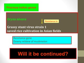 Oryza nivara
Grassy stunt virus strain 1
saved rice cultivation in Asian fields
Resistance gene
Downy mildew of muskmelon
Precious Indian genes
Resistance to
Will it be continued?
 