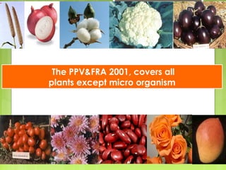 The PPV&FRA 2001, covers all
plants except micro organism
09/23/18 75
 