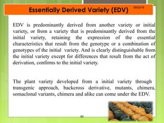 Essentially Derived Variety (EDV)
• EDV is predominantly derived from another variety or initial
variety, or from a variety that is predominantly derived from the
initial variety, retaining the expression of the essential
characteristics that result from the genotype or a combination of
genotypes of the initial variety. And is clearly distinguishable from
the initial variety except for differences that result from the act of
derivation, confirms to the initial variety.
• The plant variety developed from a initial variety through
transgenic approach, backcross derivative, mutants, chimera,
somaclonal variants, chimera and alike can come under the EDV.
09/23/18
80
 