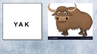 Y A K