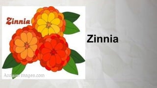 Zinnia
 