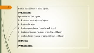 5
Human skin consist of three layers,
(1) Epidermis
Epidermis has five layers,
 Stratum corneum (horny layer)
 Stratum lucidum
 Stratum granulosum (granular cell layer)
 Stratum spinosum (spinous or prickle cell layer)
 Stratum basale (basale or germinativum cell layer)
(2) Dermis
(3) Hypodermis
 