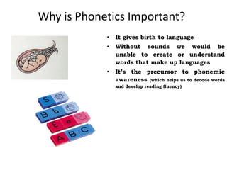 Why is Phonetics Important?
• It gives birth to language
• Without sounds we would be
unable to create or understand
words that make up languages
• It’s the precursor to phonemic
awareness (which helps us to decode words
and develop reading fluency)
 