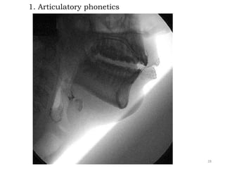 1. Articulatory phonetics
28
 