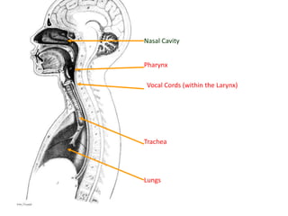 Lungs
Trachea
Vocal Cords (within the Larynx)
Pharynx
Nasal Cavity
 