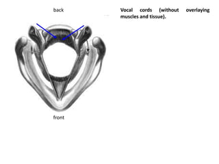 Vocal cords (without overlaying
muscles and tissue).
front
back
 