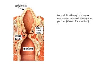 Coronal slice through the larynx;
rear portion removed, leaving front
portion. (Viewed from behind.)
 