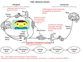 Fig. 1. Five stages and three levels in chain of speech
transmission from brain of Speaker to brain of Listener. (From Fig. 1.1 of Denes and Pinson 2000:5)
2speaker transforms message
into speech sounds
4.Listener receives
message through
perceiving sound
waves
5.Message is processed and
interpreted in Listener’s
brain
3.Speech sounds
are transmitted
as sound waves
through air
1.Message begins as idea in
Speaker’s brain
 