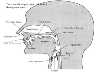 The schematic diagram given below depicts
the organs of speech:
 