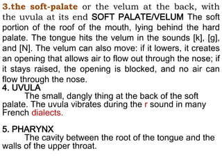 3.the soft-palate or the velum at the back, with
the uvula at its end SOFT PALATE/VELUM The soft
portion of the roof of the mouth, lying behind the hard
palate. The tongue hits the velum in the sounds [k], [g],
and [N]. The velum can also move: if it lowers, it creates
an opening that allows air to flow out through the nose; if
it stays raised, the opening is blocked, and no air can
flow through the nose.
4. UVULA
The small, dangly thing at the back of the soft
palate. The uvula vibrates during the r sound in many
French dialects.
5. PHARYNX
The cavity between the root of the tongue and the
walls of the upper throat.
 