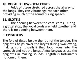 10. VOCAL FOLDS/VOCAL CORDS
Folds of tissue stretched across the airway to
the lungs. They can vibrate against each other,
providing much of the sound during speech.
11. GLOTTIS
The opening between the vocal cords. During
a glottal stop, the vocal cords are held together and
there is no opening between them.
9. EPIGLOTTIS
The fold of tissue below the root of the tongue. The
epiglottis helps cover the larynx during swallowing,
making sure (usually!) that food goes into the
stomach and not the lungs. A few languages use the
epiglottis in making sounds. English is fortunately
not one of them.
 