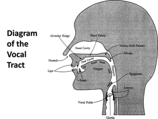 Diagram
of the
Vocal
Tract
 