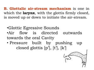 •Glottic Egressive Sounds
•Air flow is directed outwards
towards the oral Cavity
• Pressure built by pushing up
closed glottis [p’], [t’], [k’]
B. Glottalic air-stream mechanism is one in
which the larynx, with the glottis firmly closed,
is moved up or down to initiate the air-stream.
 