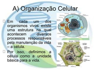 A) Organização Celular
Em cada um
vivos
dos
existe
qual
organismos
uma estrutura na
acontecem
processos
diversos
responsáveis
pela manutenção da vida
– a célula.
Por isso, definimos a
célula como a unidade
básica para a vida.
 
