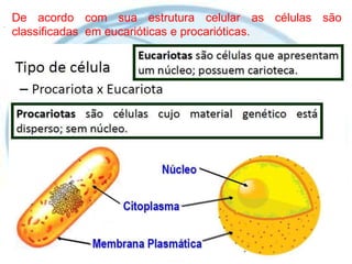 De acordo com sua estrutura celular as células são.
classificadas em eucarióticas e procarióticas.
 
