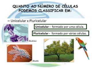 QUANTO AO NÚMERO DE CÉLULAS
PODEMOS CLASSIFICAR EM:
 