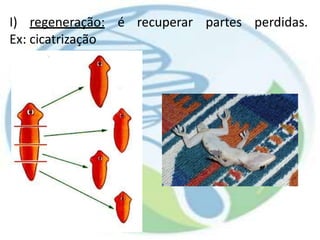 I) regeneração: é recuperar partes perdidas.
Ex: cicatrização
 
