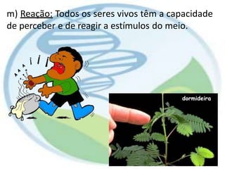 m) Reação: Todos os seres vivos têm a capacidade
de perceber e de reagir a estímulos do meio.
dormideira
 