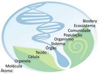 Molécula
Átomo
Biosfera
Ecossistema
Comunidade
População
Organismo
Sistema
Órgão
Tecido
Célula
Organela
 