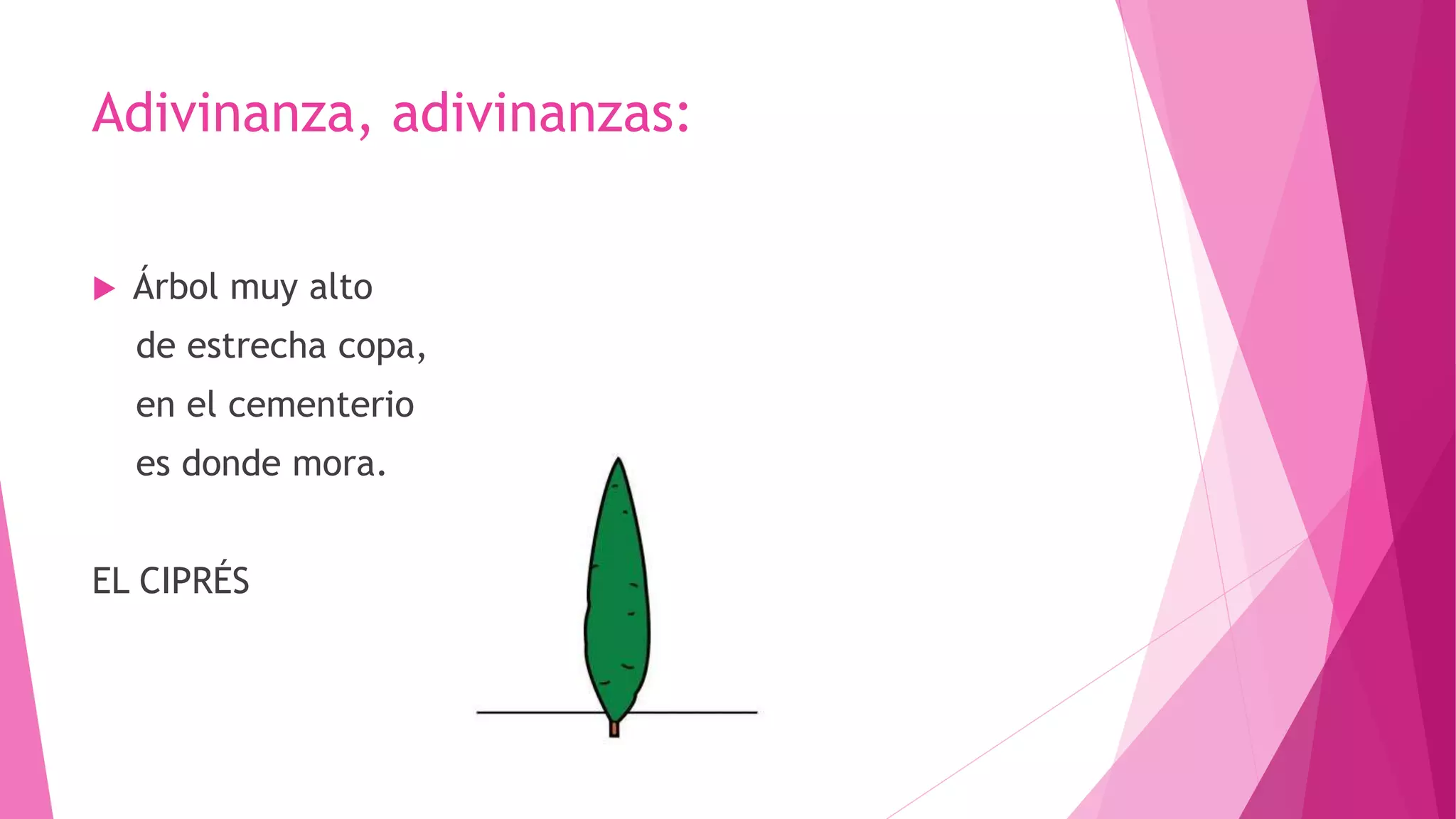 Adivinanza, adivinanzas:
 Árbol muy alto
de estrecha copa,
en el cementerio
es donde mora.
EL CIPRÉS
 