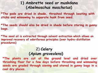 Ambrette Pod Pr. tech. of medicinal & aromatic plants | PPTX