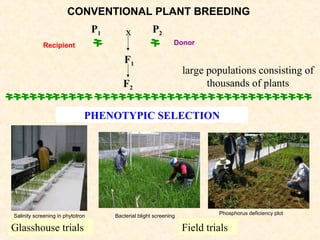 F2
P2
F1
P1 x
large populations consisting of
thousands of plants
PHENOTYPIC SELECTION
Field trialsGlasshouse trials
DonorRecipient
CONVENTIONAL PLANT BREEDING
Salinity screening in phytotron Bacterial blight screening
Phosphorus deficiency plot
 