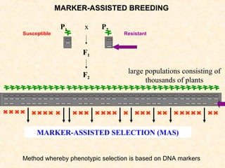 F2
P2
F1
P1 x
large populations consisting of
thousands of plants
ResistantSusceptible
MARKER-ASSISTED SELECTION (MAS)
MARKER-ASSISTED BREEDING
Method whereby phenotypic selection is based on DNA markers
 