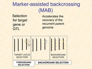 Marker-assisted backcrossing
(MAB)
Selection
for target
gene or
QTL
1 2 3 4
Target
locus
1 2 3 41 2 3 4
BACKGROUND
SELECTION
TARGET LOCUS
SELECTION
FOREGROUND
SELECTION
BACKGROUND SELECTION
Accelerates the
recovery of the
recurrent parent
genome
 