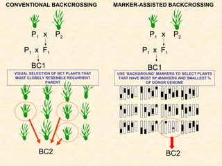 P1 x F1
P1 x P2
CONVENTIONAL BACKCROSSING
BC1
VISUAL SELECTION OF BC1 PLANTS THAT
MOST CLOSELY RESEMBLE RECURRENT
PARENT
BC2
MARKER-ASSISTED BACKCROSSING
P1 x F1
P1 x P2
BC1
USE ‘BACKGROUND’ MARKERS TO SELECT PLANTS
THAT HAVE MOST RP MARKERS AND SMALLEST %
OF DONOR GENOME
BC2
 